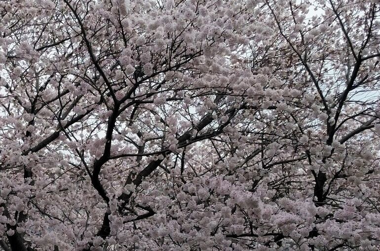 桜　2022